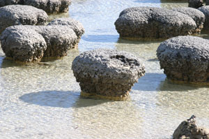 stromatolites