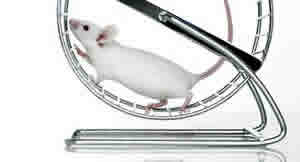 mouse_treadmill